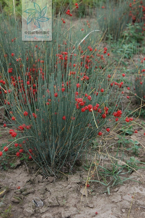 藁本神农本草经,神农本草经葛根原文