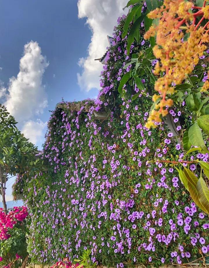 这10种花不怕晒,这3种花不能懒着养