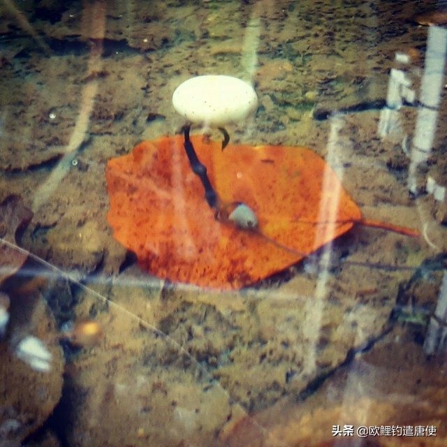 钓鱼为何都是小鱼,钓鱼不咬钩的多种原因和应对技巧