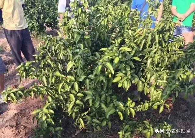 柑橘春季掉叶子怎么补救,柑橘树全掉叶子是什么原因