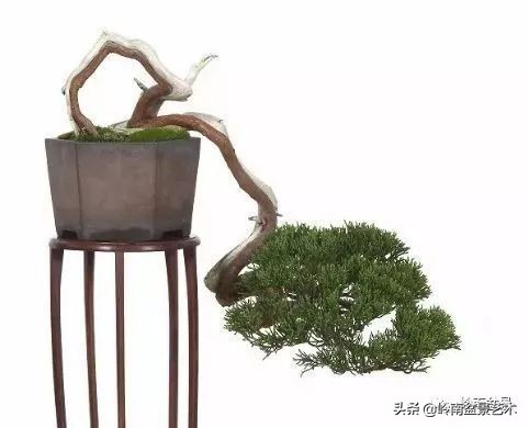 松柏盆景造型舍利,柏树盆景舍利制作全过程图解视频