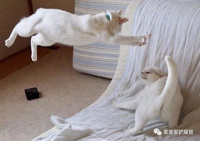 猫咪打架被打得眼睛都睁不开,猫咪打架又打到主人