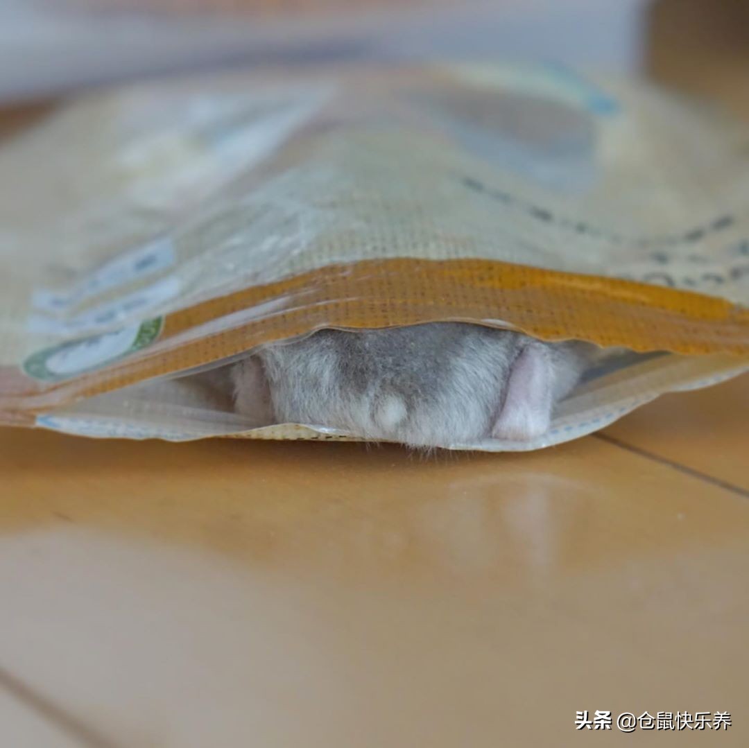 小仓鼠偷吃猫粮被抓住,小仓鼠偷跑到猫笼子里偷吃猫粮