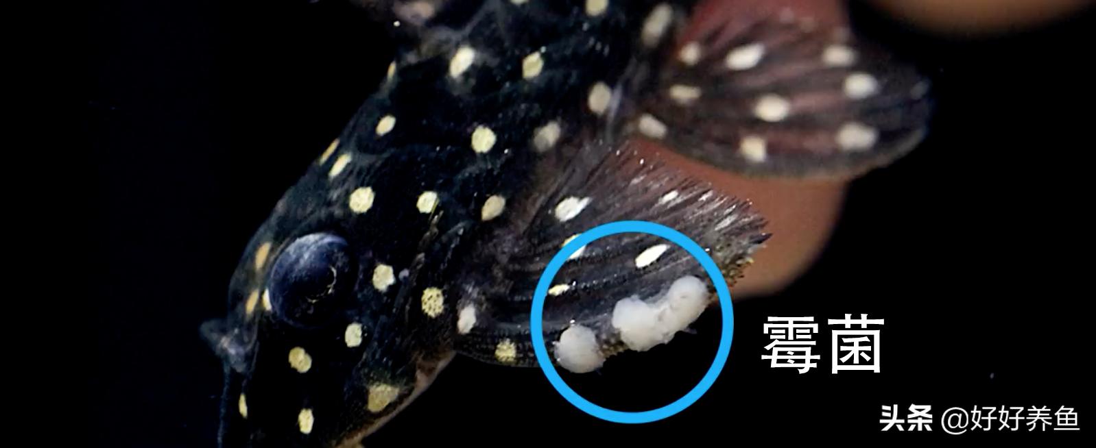 如何治疗鱼病不入坑,怎么治疗鱼病