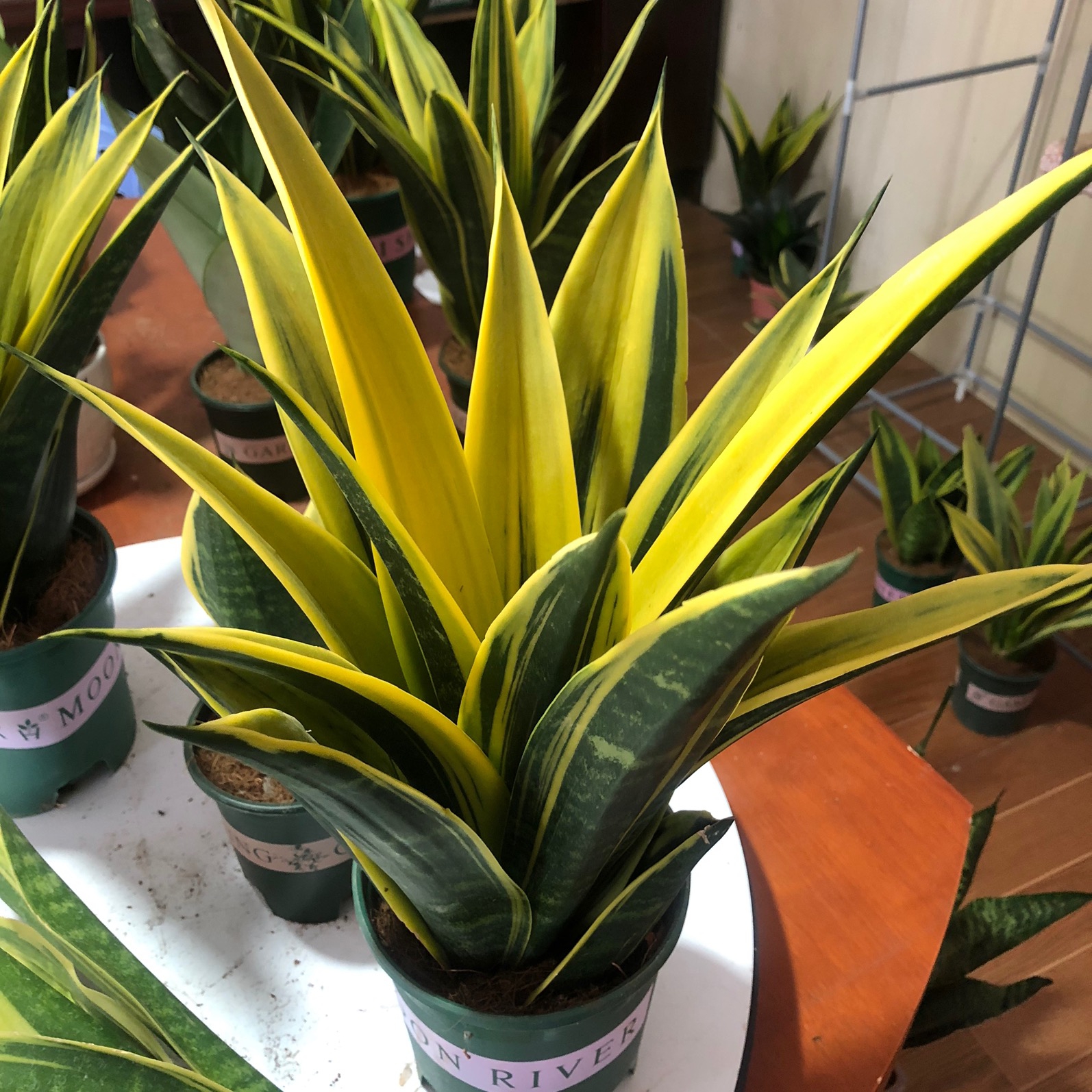 人养花花,人养花花养人哪些花养人