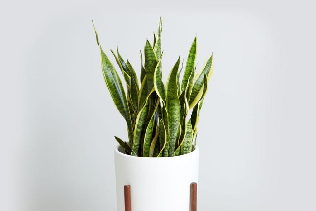 新手怎么养好虎皮兰,虎皮兰怎么养才能爆盆