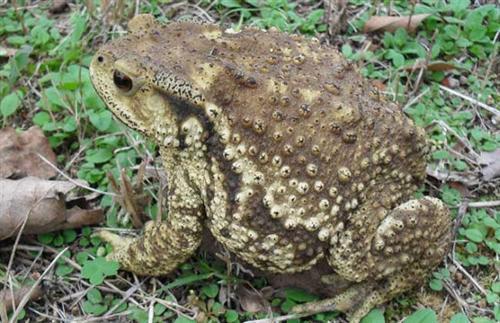 中华蟾蜍的快乐饲养法——养蛤心得分享|肆养来稿