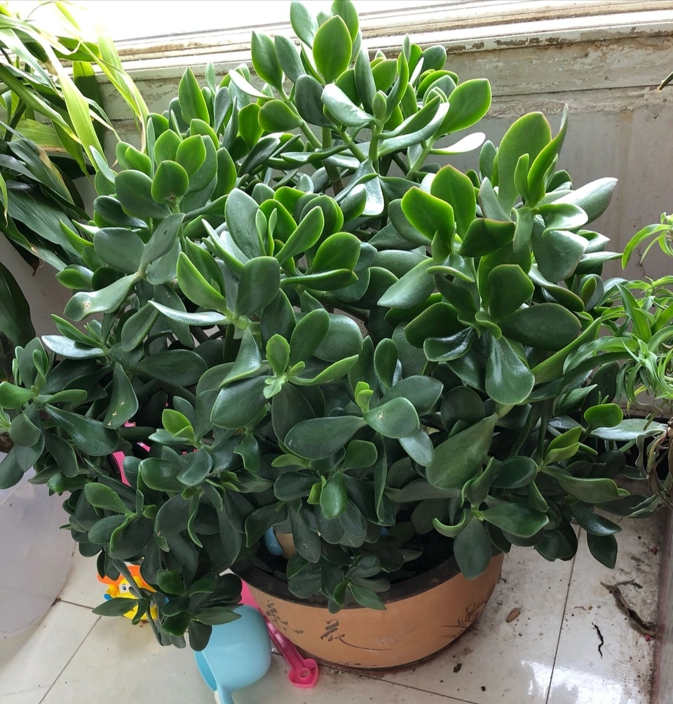 玉树叶子发黄的原因有这5点,合理养护可使其叶子绿得油光发亮