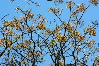 浮世绘创作,苦楝枣