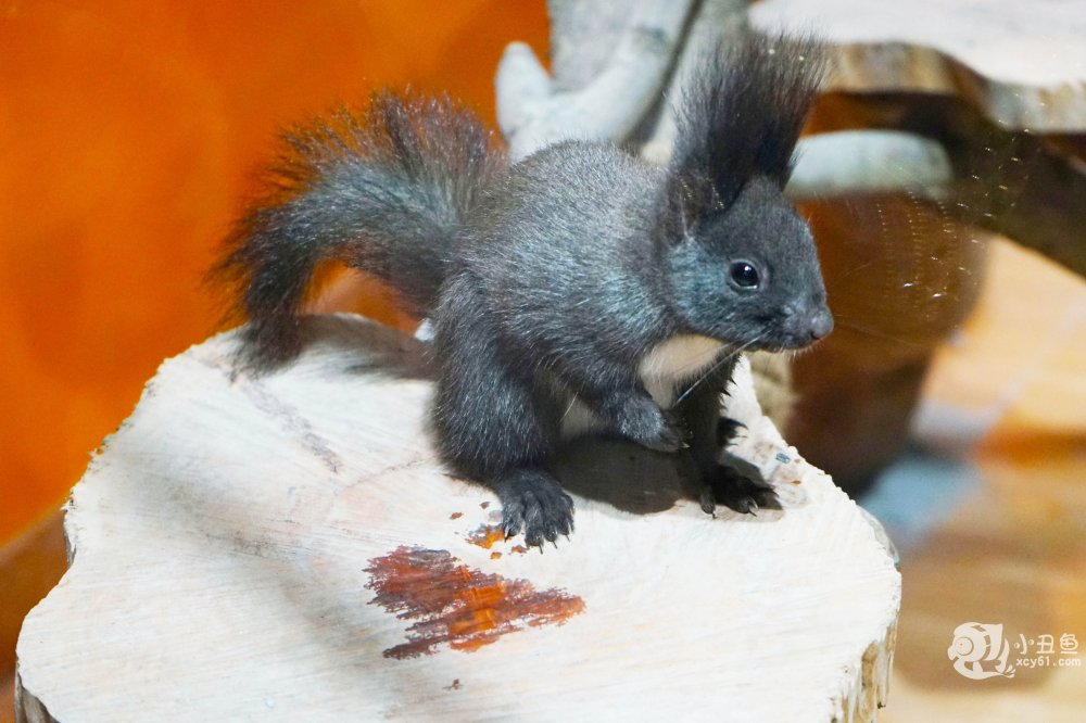 儿童玩的遛娃好去处,有动物的溜娃好去处