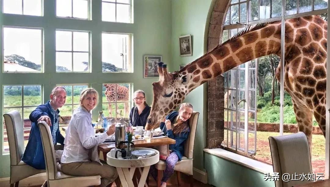吃长颈鹿治艾滋病?为保护谣言下的生命他们建了家世界唯一的酒店