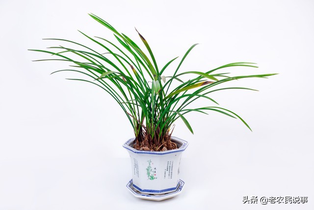 曾是高价“天鹅肉”，一株能卖上百万，现在掉到几十块，啥原因？