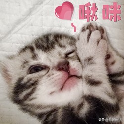 如何让猫咪知道铲屎官生气了,猫咪生气该怎么办