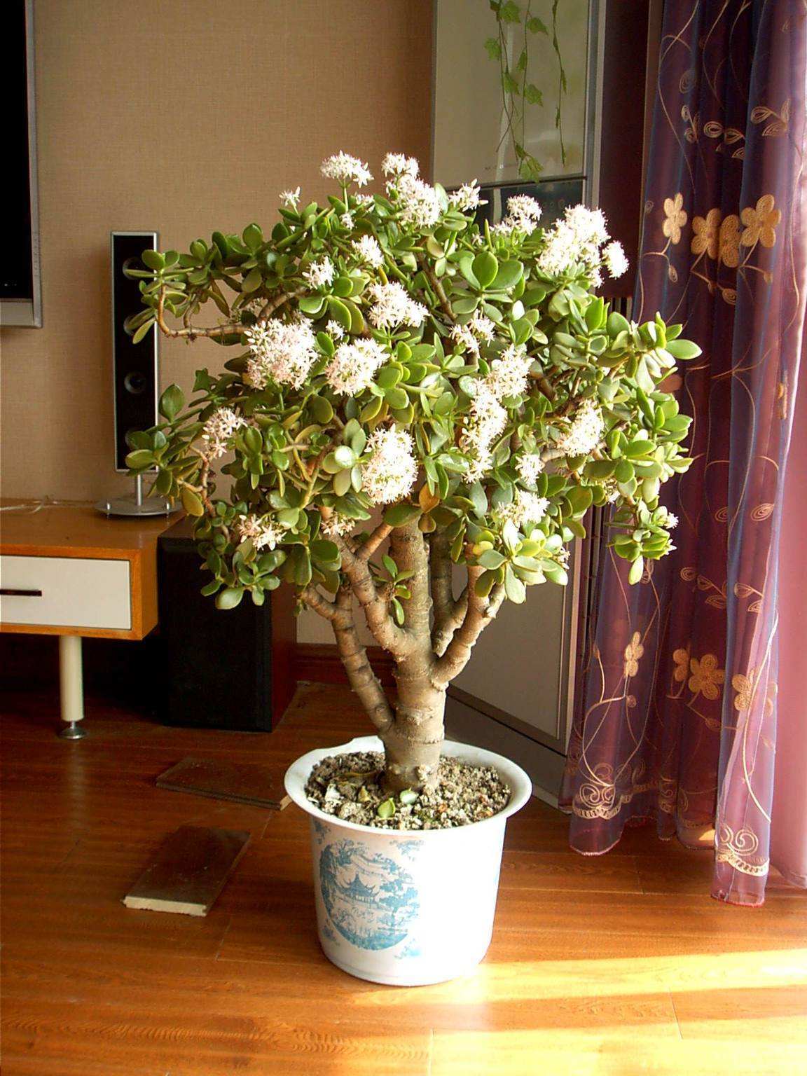 玉树多久浇一次水玉树浇水方法,秋天玉树怎样修剪最漂亮