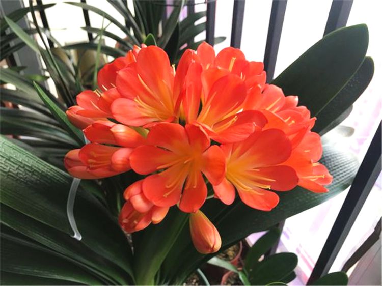 为何有的君子兰怎么养都不开花,君子兰长得很好但不开花怎么办