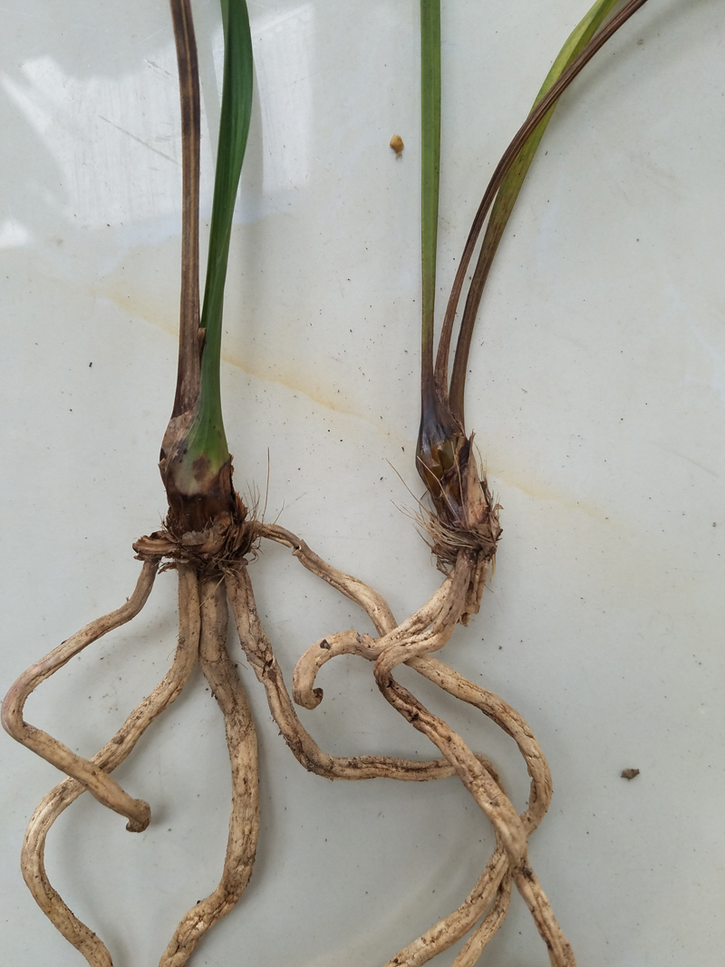 花瓶的兰花叶片发黄怎么处理,兰花叶片发黄需要施什么肥料