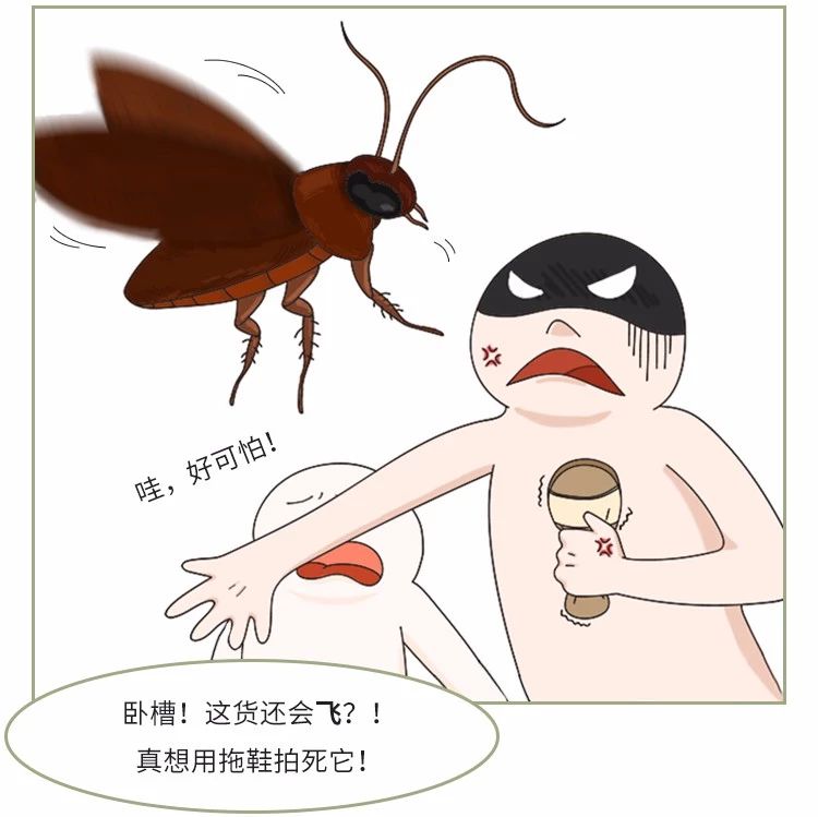 蟑螂卵都不剩的灭蟑方法,彻底消灭蟑螂老窝