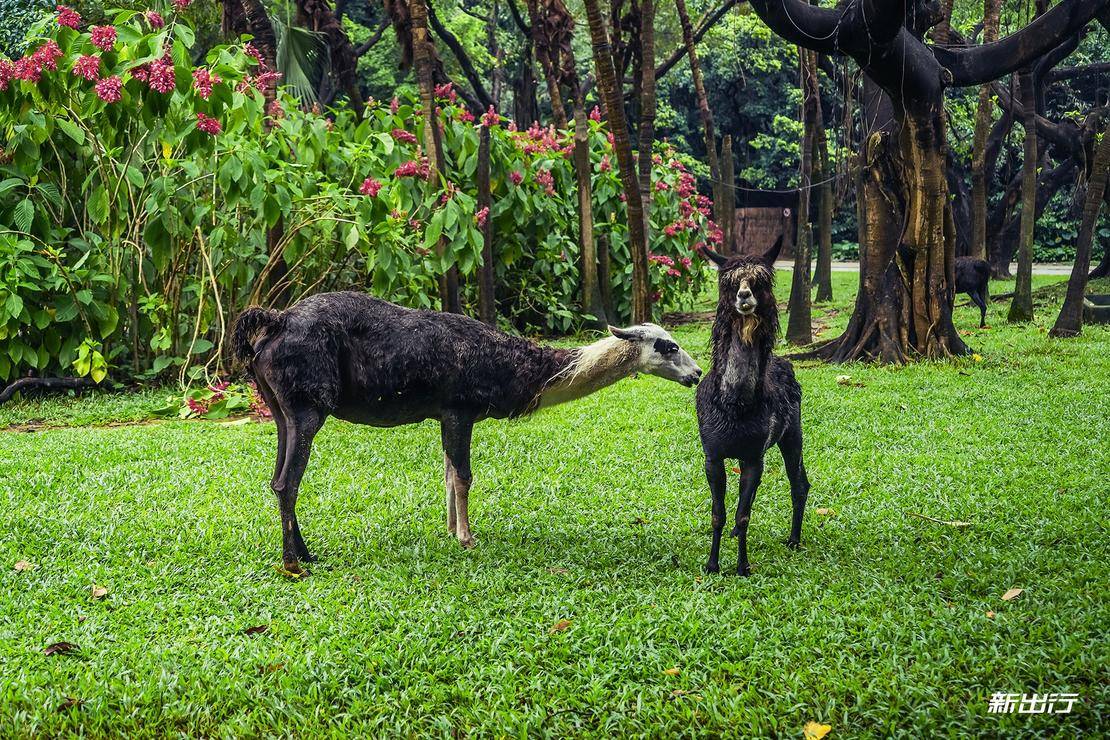 打卡长隆动物园记田妈和威马EX5520的周末