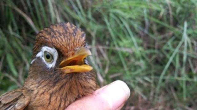 画眉鸟仰头了还继续饲养吗,画眉鸟戴帽好吗