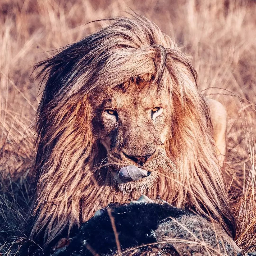 放弃百万年薪，去非洲撸猫？长腿版小李子引63w人舔屏：看我看我