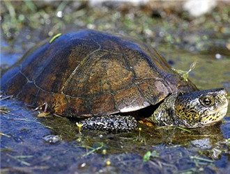 两栖龟陆龟海龟区别,陆地龟和陆龟是一个品种吗