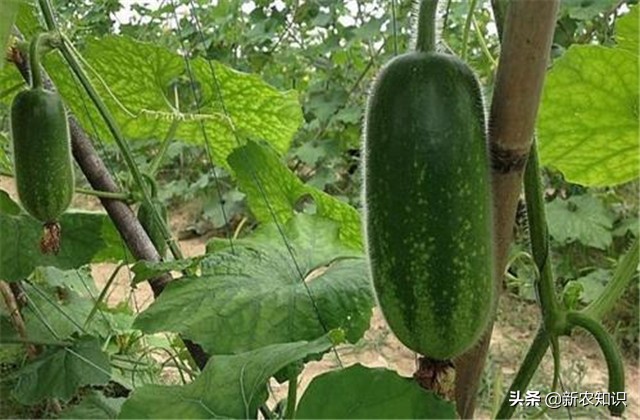 南瓜冬瓜什么时间种植最好,冬瓜的种植技术主蔓何时打顶