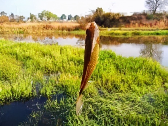调五钓二和调四钓二哪个灵,调四钓二调漂技巧视频教程