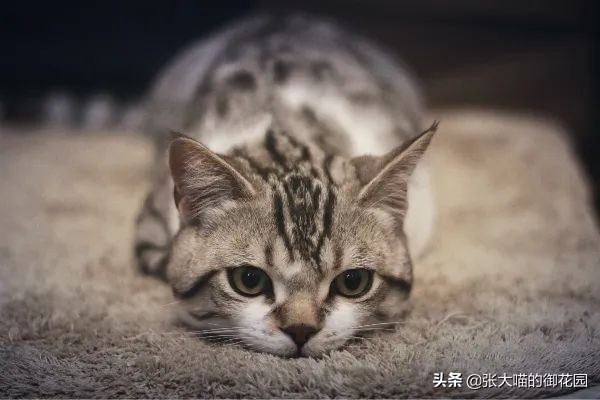 铲屎官一定要知道猫咪的求救信号,铲屎官最担心猫咪的几件事