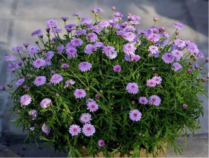 美丽的少女藤本月季,玛格丽特少女之花