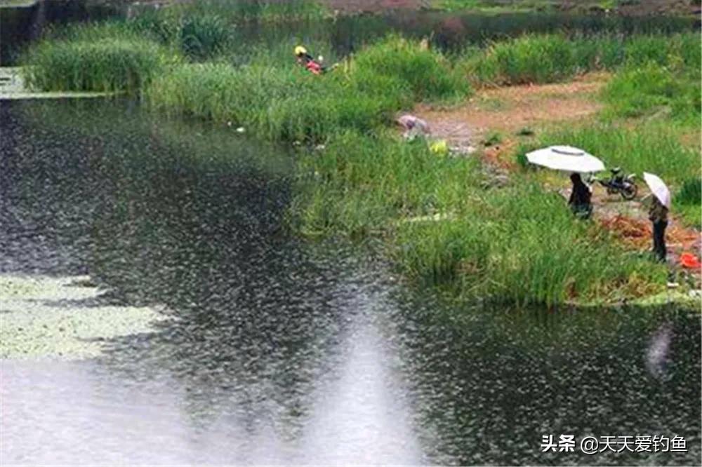 惊蛰怎样的天气好钓鲫鱼,清明阴雨天还能野钓鲫鱼吗