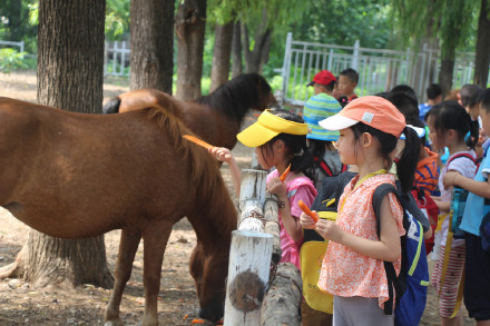 喂萌宠，捡鸡蛋，大自然里快乐多，精诚文化学校暑期班走进大自然