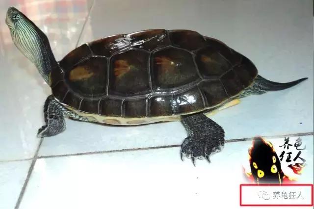 中华花龟和台湾花龟有什么区别,斑纹草龟和普通草龟的区别