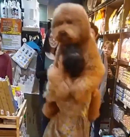 巨型犬抱女主人原视频后续,巨型贵宾犬太粘人天天要抱