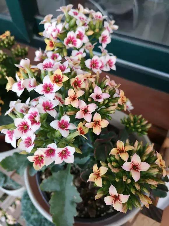 养花人养的花都有哪些,什么花养人又健康又好养