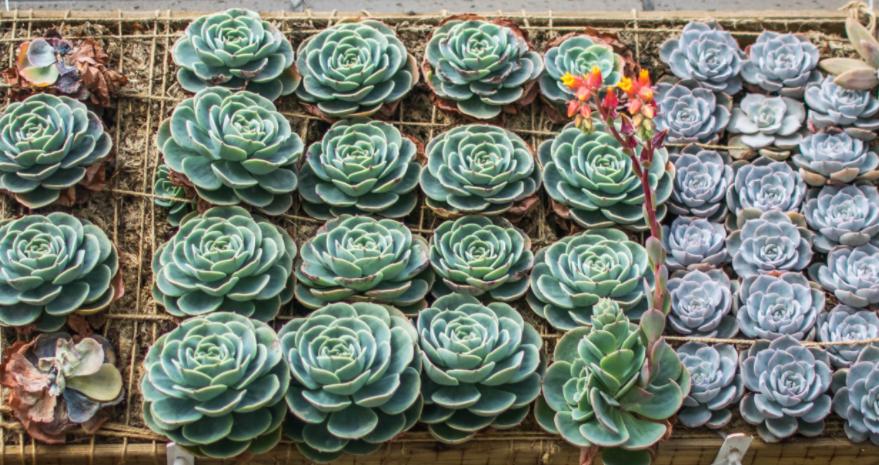 多肉玉蝶摊大饼还能变回来吗,玉蝶摊大饼还有救吗