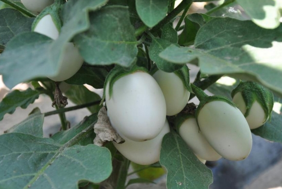 自然界嘴巴奇特的十种动物,十种奇特的自然界植物图片