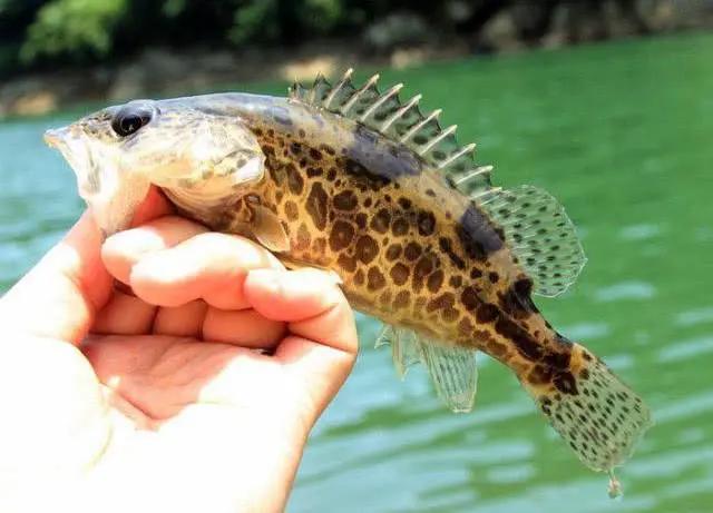 手竿活虾钓鳜鱼的技巧,手竿泥鳅钓鳜鱼怎么钓