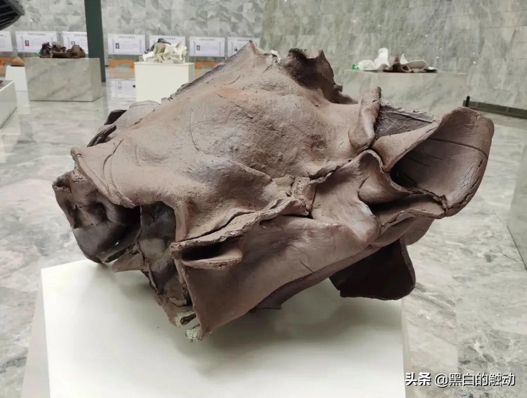 欧洲宫廷把陶瓷当奢侈品,欧洲贵族收集中国瓷器