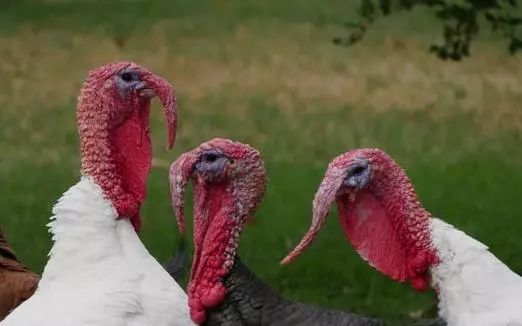 火鸡在美国叫土耳其，在土耳其叫印度，我们“假地域美食”骗太久