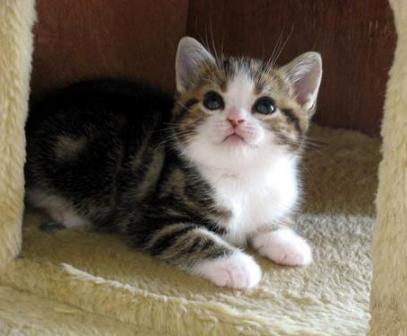 猫咪会得什么病呢,猫咪会得肝炎怎么回事