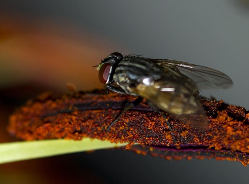 苍蝇为什么要停下一直搓手视频,为什么苍蝇一停下就搓手