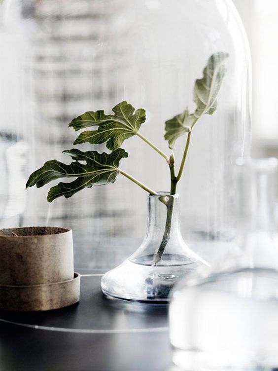 室内除甲醛最好的植被,室内植被存活率高的有哪些