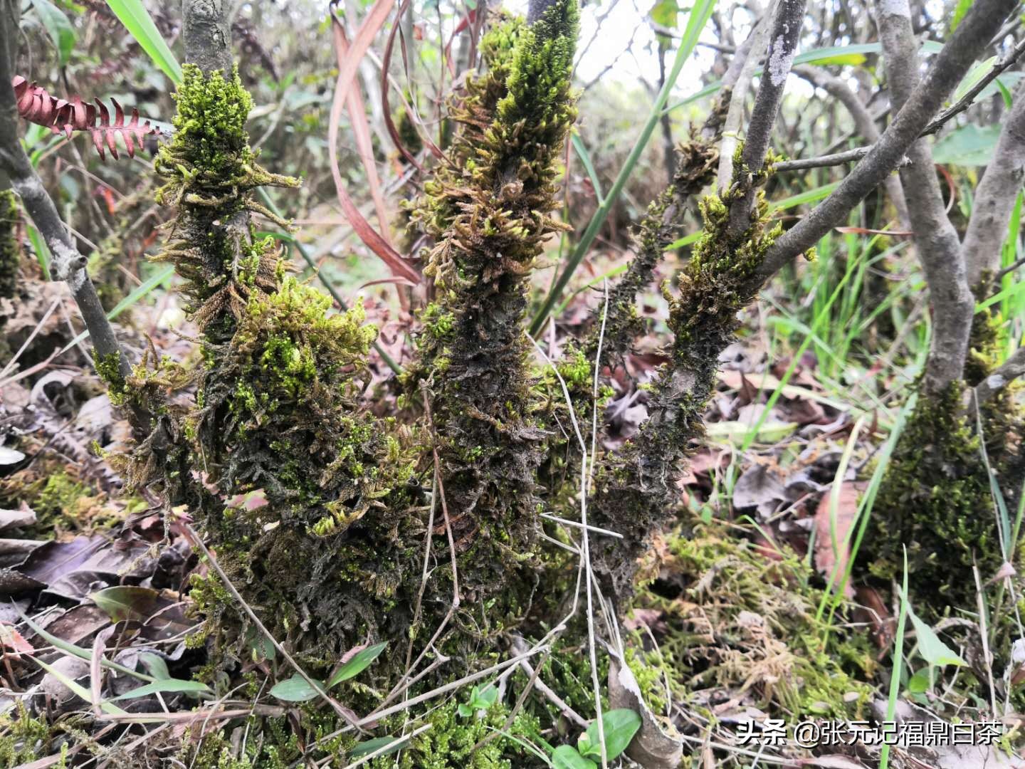 张元记福鼎白茶白牡丹,福鼎白茶张元记
