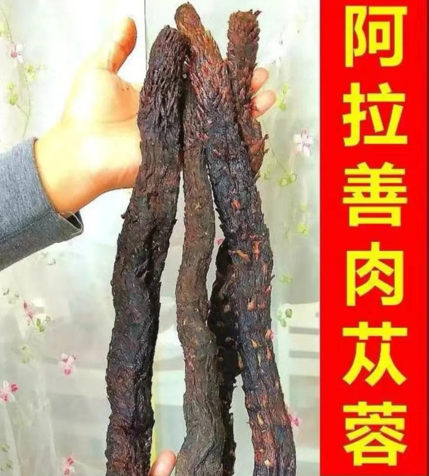 内蒙苁蓉生长在什么位置,内蒙哪产肉苁蓉