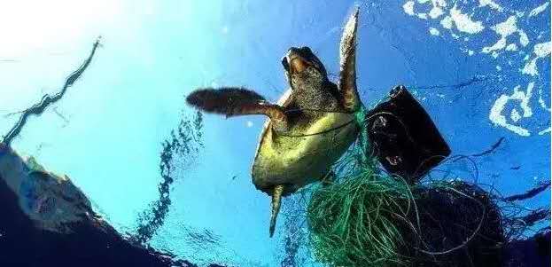 地球生病了，没有人知道，明天等待我们的又是什么