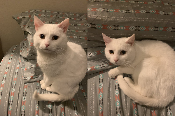 猫咪把兔子的窝霸占了,兔子窝被猫霸占