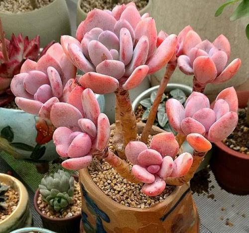 花盆土有盐碱怎么处理,怎么样才能改变花盆土的盐碱