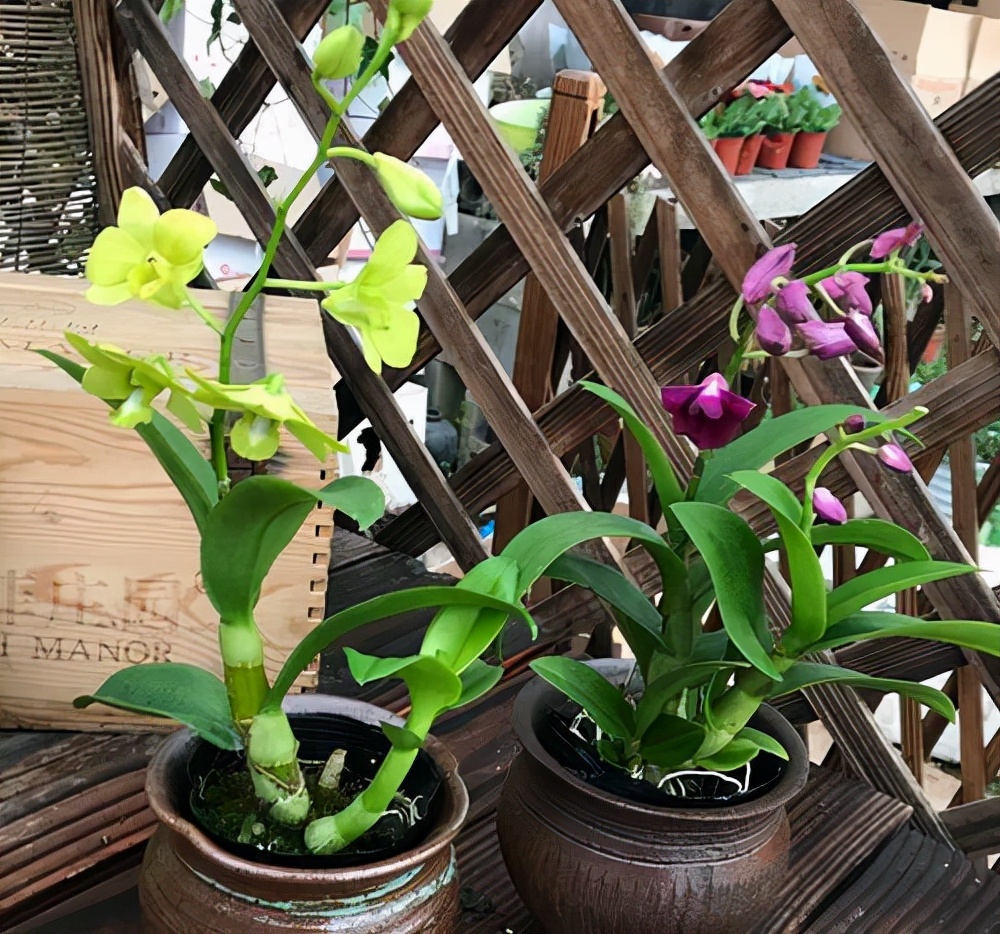 这“38种花”，当你开始收集品种时，你已入坑颇深