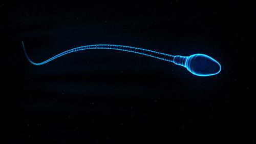 精子“欺骗”了科学家300多年！研究显示：精子并非左右摆动前进