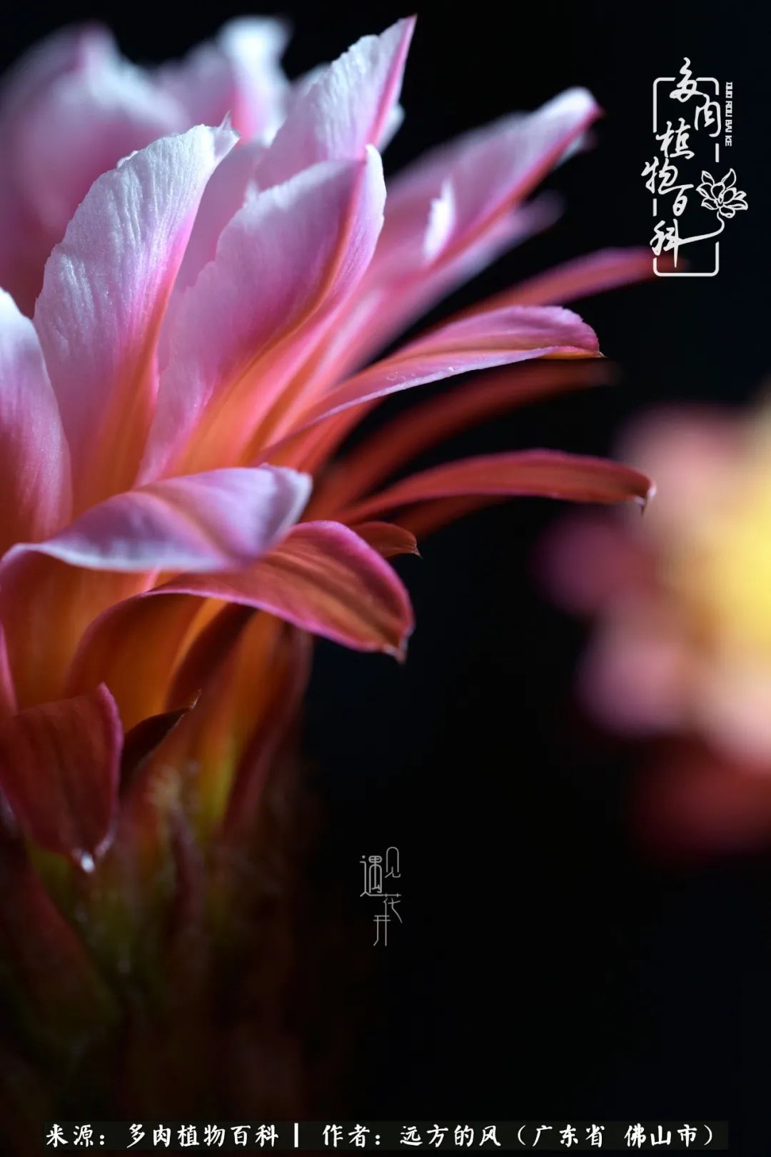 那些花儿在每个角落静静为你开着,那些花儿在每个角落静静地绽放